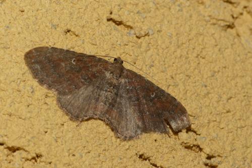 Réf. 242 401 : Nycterosea obstipata
